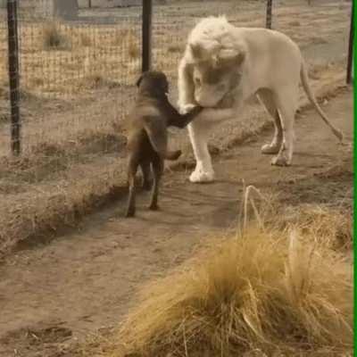 This lion being a gentleman