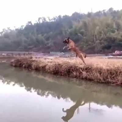 Dog makes an amazing jump