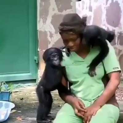 These baby bonobos were rescued, all they wanted was a mom ❤