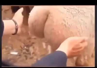 average azeri sheep fucker