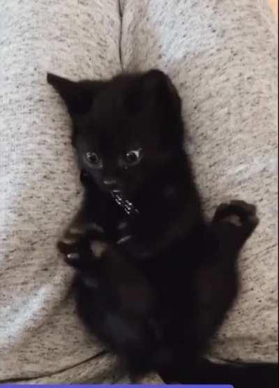 Ghost, The Cat, Discovering He Has Feet [via Nikkiwhtvr]