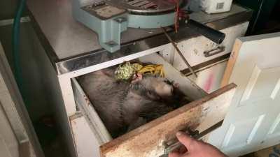 Fiancé found a drawer full of possums in our shed today