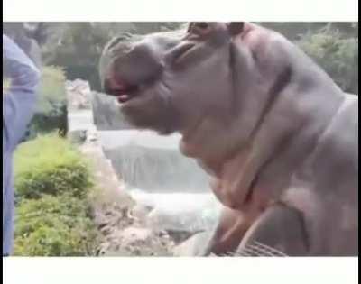 Man in India slaps a hippo trying to get out of the encounter