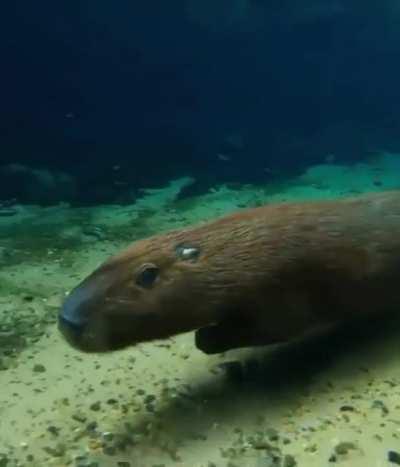 🔥 A capybara underwater