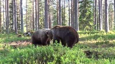 Best Bear fight ever. The cameraman was safe since he was inside a circle.