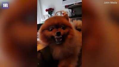 Feisty Pomeranian growls as it refuses to stop drinking from coconut