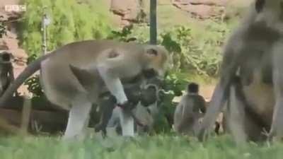 This is how a troop of Langur Monkeys show empathetic behavior as they mourn what they think is a dead baby Langur, which is actually a robotic spy monkey. They hug and console each other.