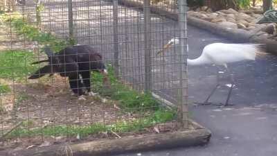 WCGW Trying to steal meat from this eagle