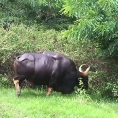 This absolute unit of a Gaur, Indian Bison