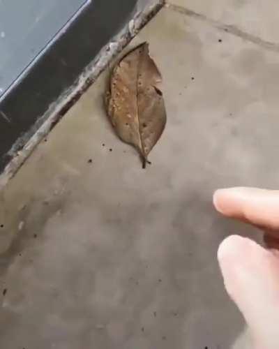 🔥 Ladies and Gentlemen presenting you the Indian Oakleaf butterfly.