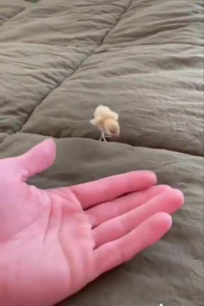 Pocket chicken