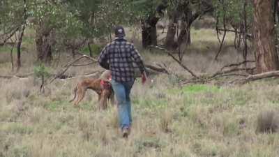 kangaroo try to mess with human best friend...