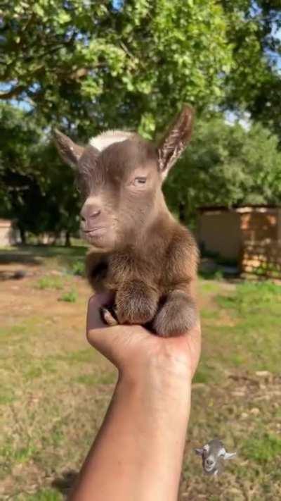 Baby goat size of a kitten