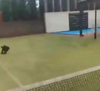 Dog runs into Tennis Net 🥴