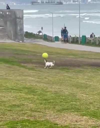 Doggo loves to play with this big ball