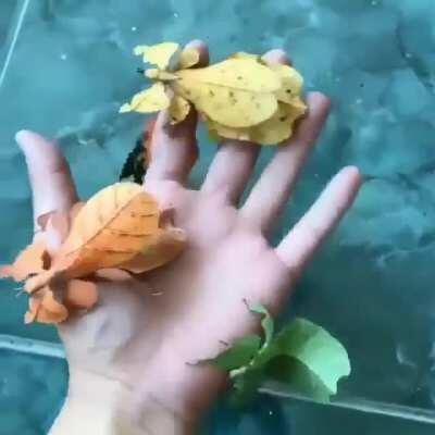 🔥 Walking leaf or leaf insects belong to the Phylliidae family.They are found from South Asia to Australia.