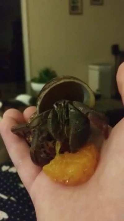 Hermit crab eating a peach