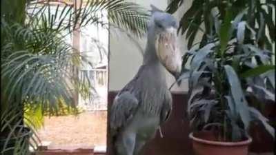 When a shoebill comes to greet you, it sounds like a gunfight just broke out