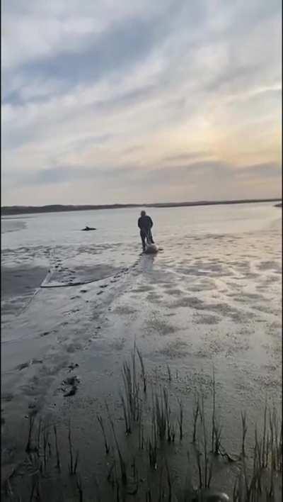 Río Negro: Pareja paseaba por la playa y se encontró con dos delfines varados, el hombre los ató con una soga y los salvó