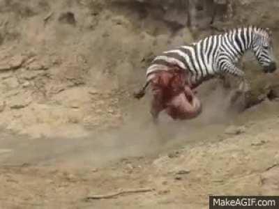 Zebra trying to run off after having its stomach ripped open by a crocodile