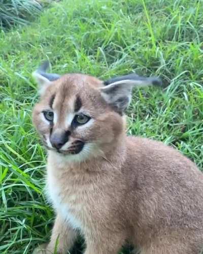 This caracal flicking its ears.