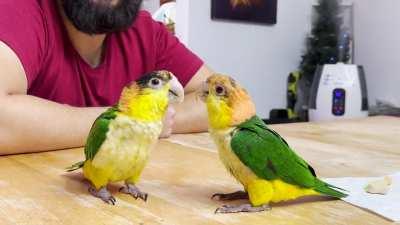 Two baby Caiques meeting for the first time.