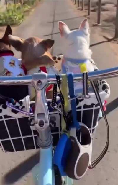 This is the reason why they invented the baskets for bicycles