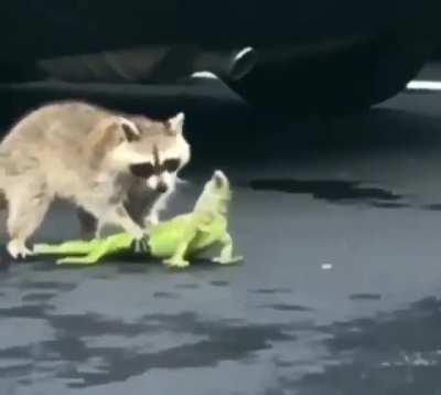 Raccoon catches an invasive Green Iguana in Florida and drags it away