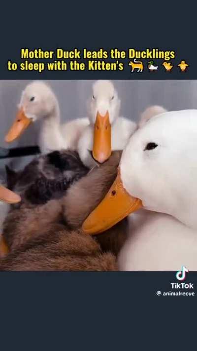 Ducklings and kittens at an animal rescue centre 