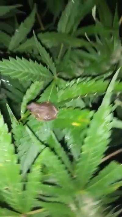 What the frog doing tho?