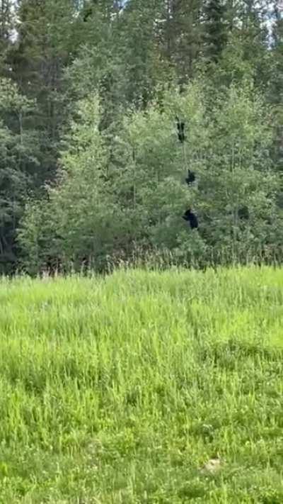 Bears taking down a tree in Finland