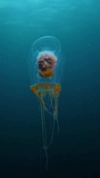 🔥 this is the blob top jellyfish