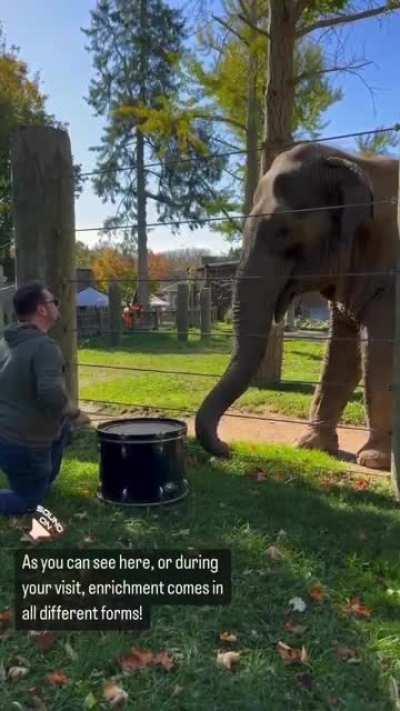 The way how this elephant is listening to the drum beating and trying to play the drum is amazing