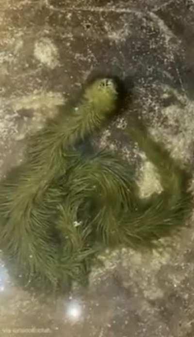 A snake covered in algae. A rare event that will end the next time the snake sheds its skin.