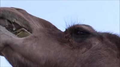 Camels Eat Cactus, Thorns and All