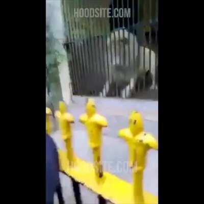 Lion shreds Zoo Keeper's arm