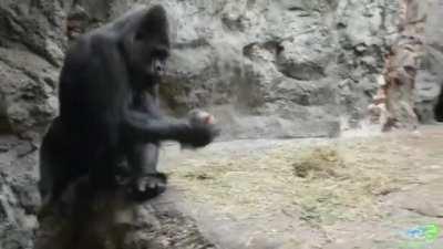 Gorilla smashes a coconut