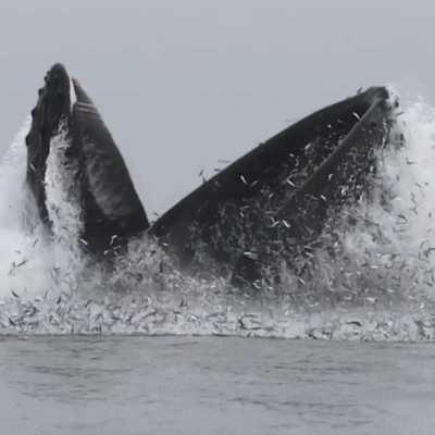 🔥 🐳 Whale lunge feeding in the Monterey Bay 🐳 🔥