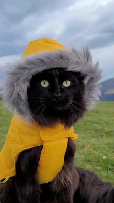 Just a cat enjoying the breeze in his parka