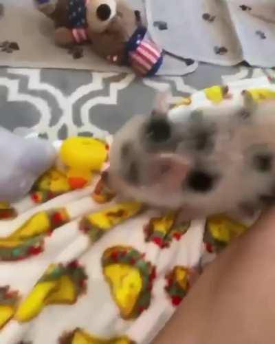 Playtime zoomies with a brief pause for scritches