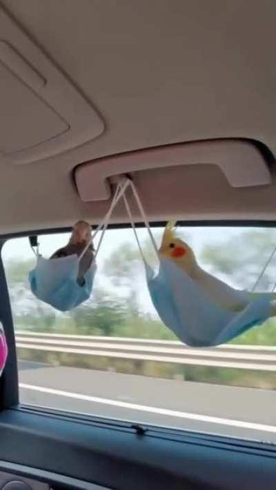 Taking the birbs out for a drive