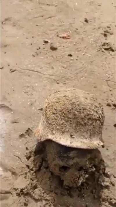 WW2 soldiers skulls resurfacing as the water levels in Dnipro continue to decrease.