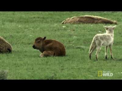 Buffalo calf isn't in the mood for coyote's BS.