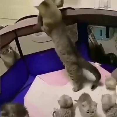 Such an amazing mom cat