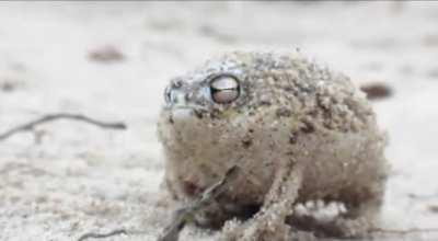 How A Rain frog scares its predators