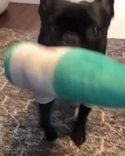 Happy French Bulldog Dances Whenever He's Excited