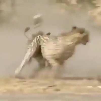 Warthog jukes and turns the tables on a cheetah