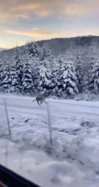 🔥 This reindeer easily keeping pace with a train 🔥