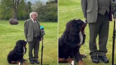 President Higgins’ puppy tries to get his attention during TV interview