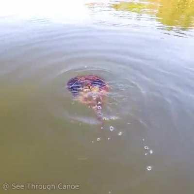 This is how Horseshoe Crabs swim